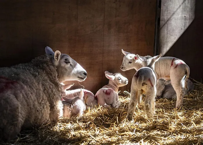 Semesterbostad Lark Rise *